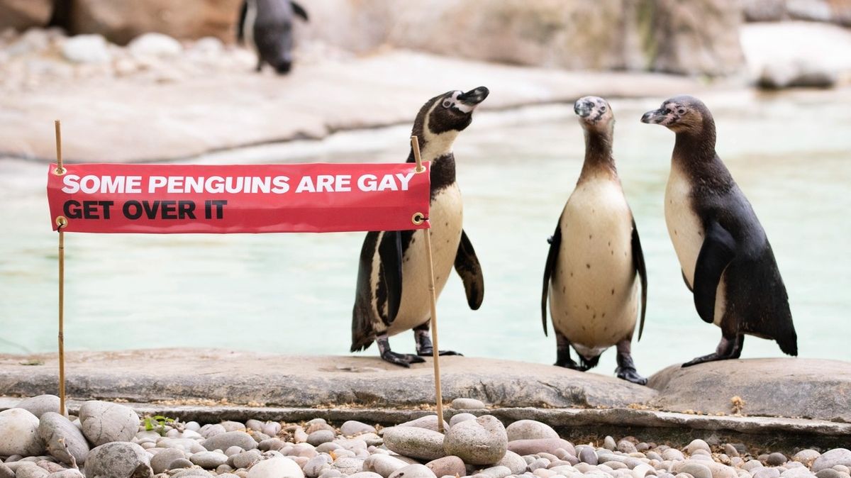 Homosexuální tučňáci ukradli vejce lesbickým samicím